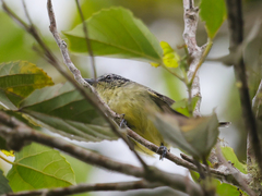 Herpsilochmus axillaris