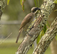 Philemon buceroides