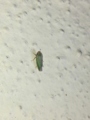 Xyphon reticulatum