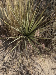 Yucca glauca