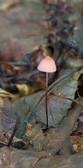 Marasmius pulcherripes