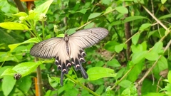 Byasa