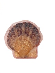 Crassadoma