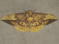 Eacles imperialis imperialis