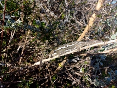 Bradypodion occidentale