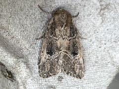 Anhimella contrahens