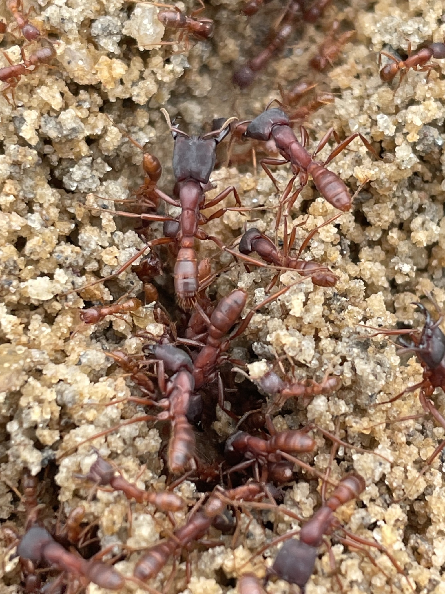 Dorylus emeryi opacus
