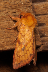 Pyrrhia exprimens