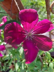 Clematis
