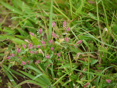 Rotala malampuzhensis