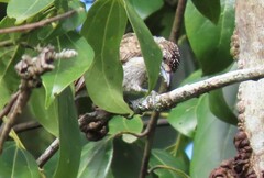 Picumnus squamulatus