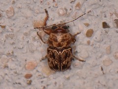 Pachybrachis turbidus