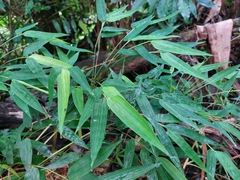 Chusquea ramosissima