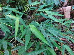 Chusquea ramosissima