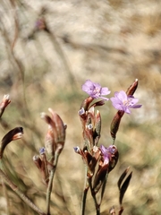 Limonium elaphonisicum