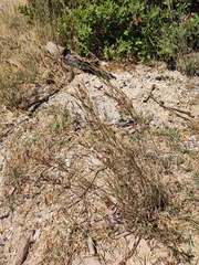 Limonium elaphonisicum