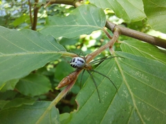 Neriene emphana