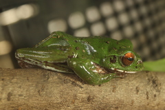 Zhangixalus arboreus