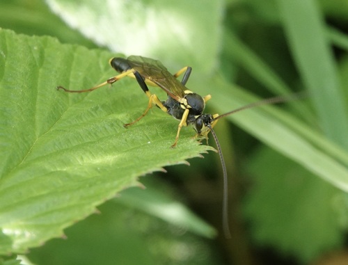 Photo of Toothed Tiger Ichneumon (Amblyteles armatorius)