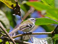 Mecocerculus stictopterus