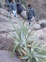 Puya spathacea