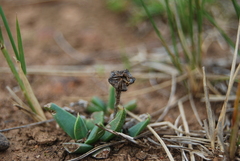 Bergeranthus multiceps