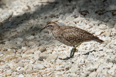 Prosobonia parvirostris