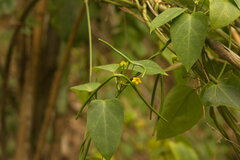 Heterostemma siamicum