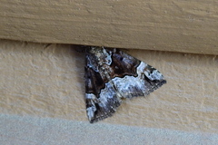 Hypena palparia