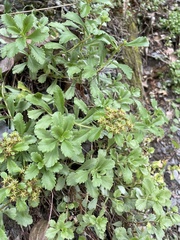 Phedimus kamtschaticus