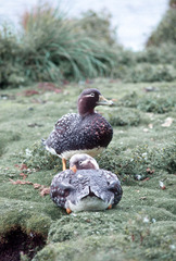 Tachyeres brachypterus