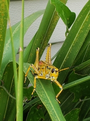 Romalea microptera