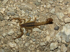 Centruroides hoffmanni