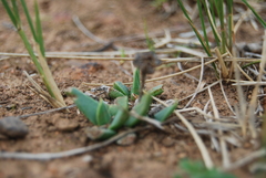 Bergeranthus multiceps