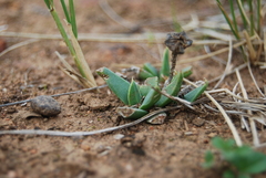 Bergeranthus multiceps