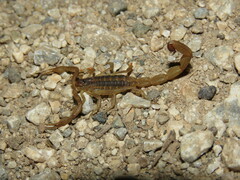 Centruroides hoffmanni