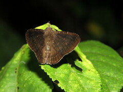 Oxidercia thaumantis