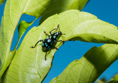 Pachyrhynchus sarcitis