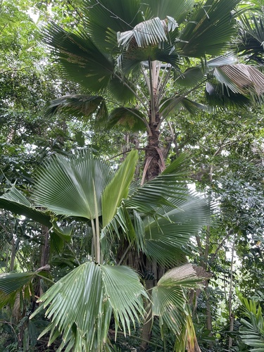 Pritchardia pacifica