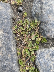 Portulaca oleracea