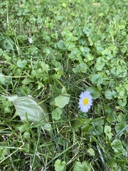 Bellis perennis