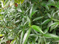 Tabernaemontana hystrix