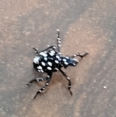 Lycorma delicatula
