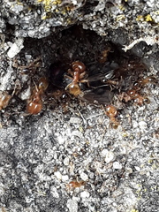 Pheidole pallidula