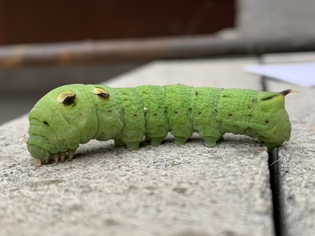 Elephant Hawkmoth
