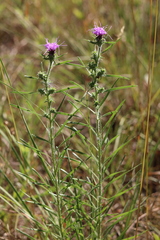 Liatris hirsuta