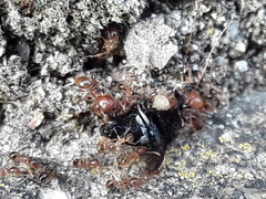 Pheidole pallidula