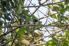 Oriolus xanthonotus xanthonotus