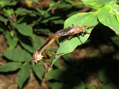 Diogmites sallei
