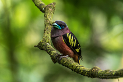 Eurylaimus javanicus pallidus